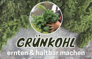 Grünkohl ernten