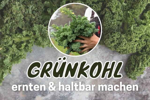 Grünkohl ernten