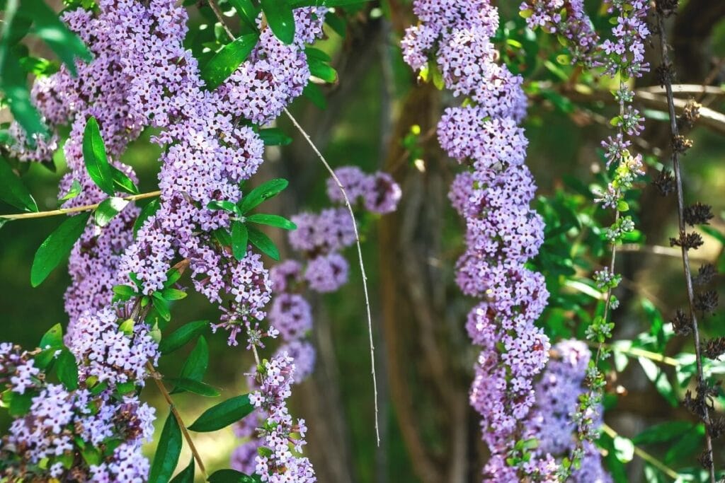 Hängeflieder (Buddleja alternifolia)