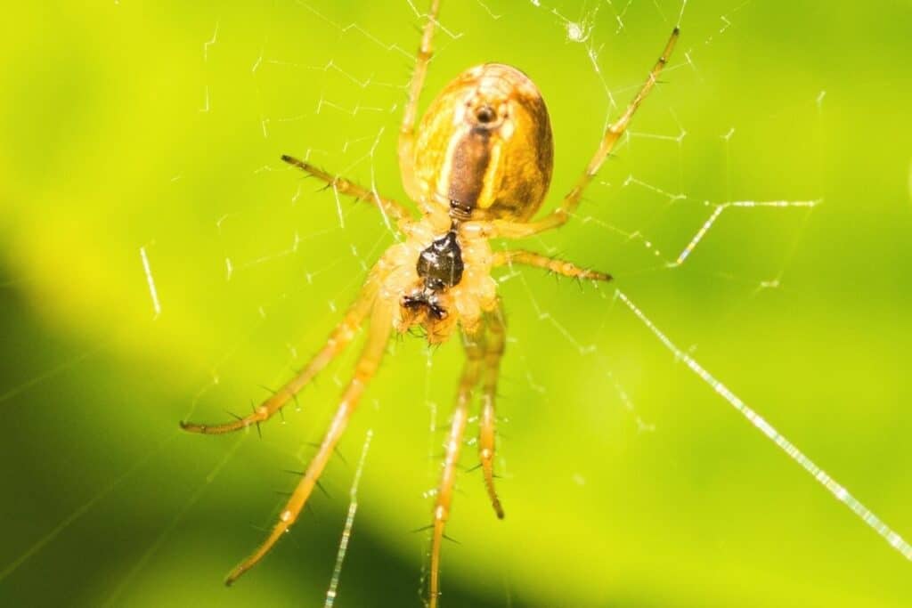 Herbstspinne (Metellina segmentata)