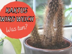 Weicher Kaktus