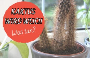 Weicher Kaktus