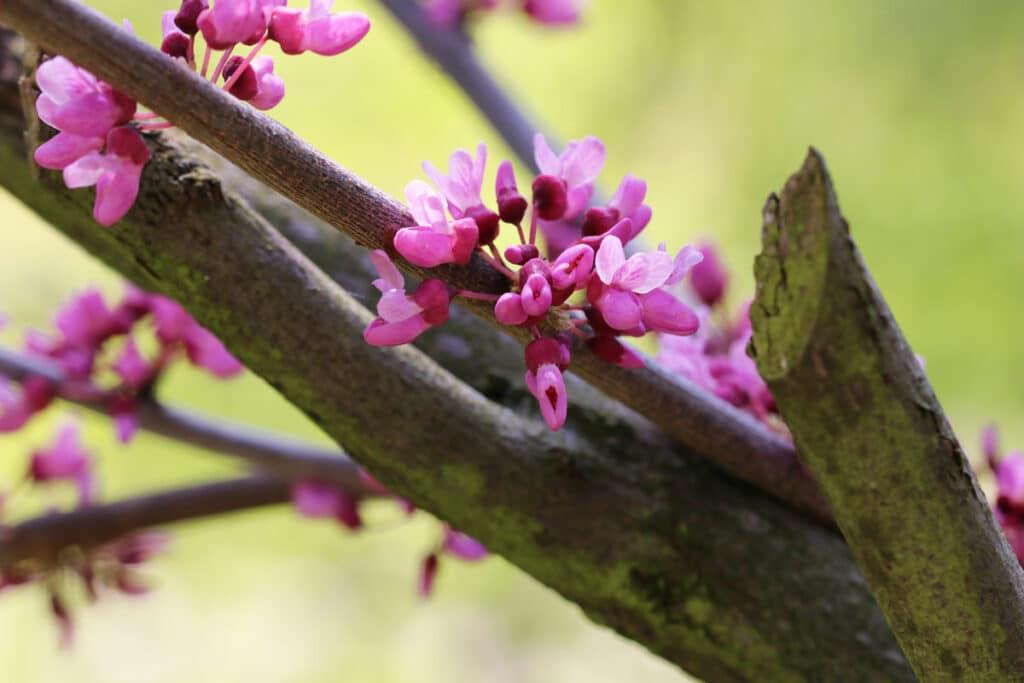 Kanadischer Judasbaum (Cercis canadensis)