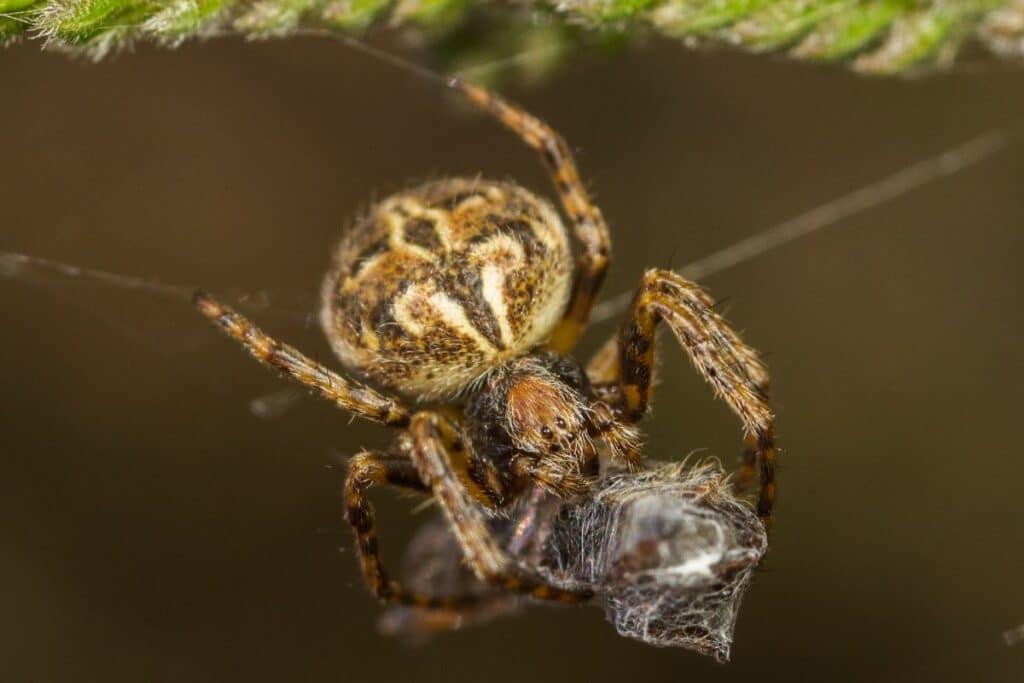 Körbchenspinne (Agalenatea redii)