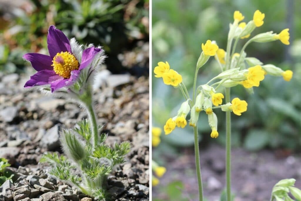 Gewöhnliche Küchenschelle (Pulsatilla vulgaris) und Echte Schlüsselblume (Primula veris)