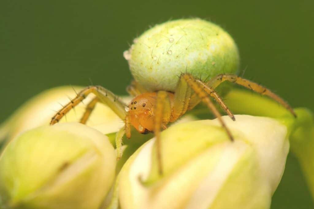 Kürbisspinne (Araniella cucurbitina)