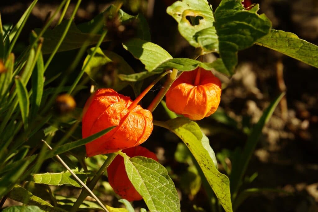 Lampionblume (Physalis alkekengi)