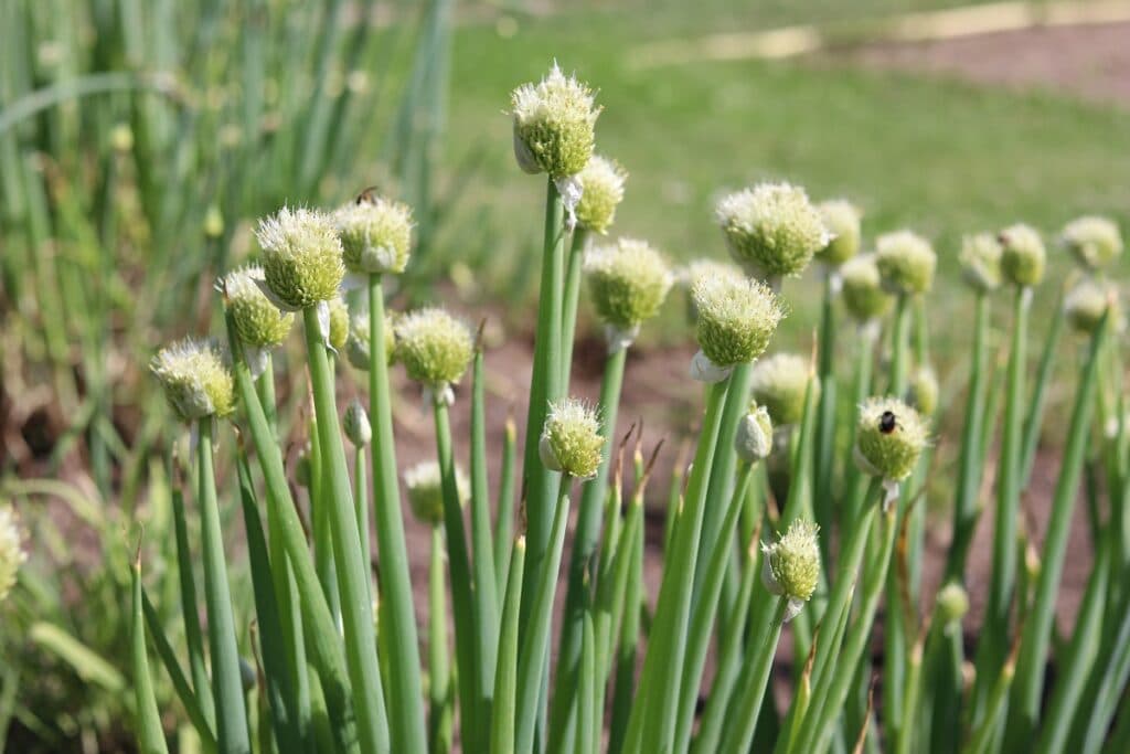 Lauchzwiebel (Allium fistulosum)