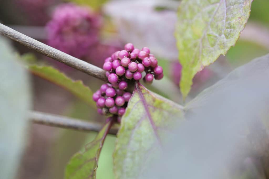 Liebesperlenstrauch (Callicarpa giraldii)