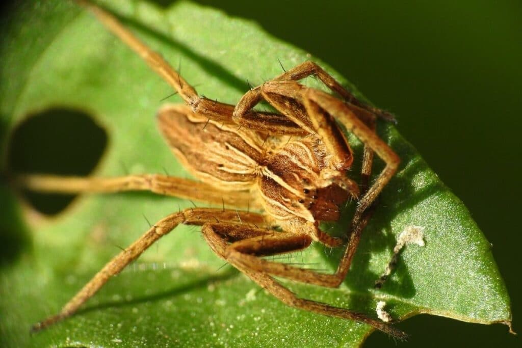 Listspinne (Pisaura mirabilis)