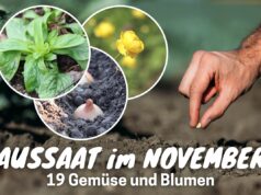 Pflanzen im November aussäen - Feldsalat, Trollblume und Zwiebel