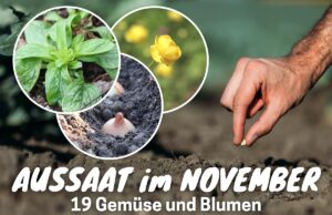 Pflanzen im November aussäen - Feldsalat, Trollblume und Zwiebel