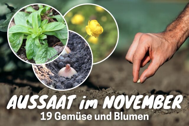 Pflanzen im November aussäen - Feldsalat, Trollblume und Zwiebel