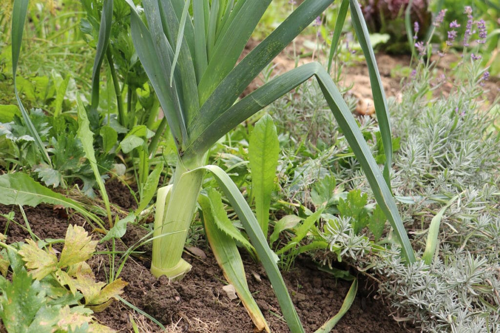 Porree (Allium ampeloprasum)