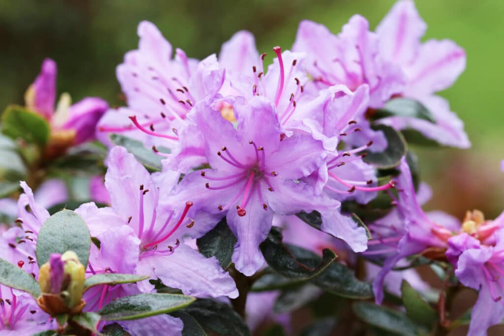 Rhododendron catawbiense