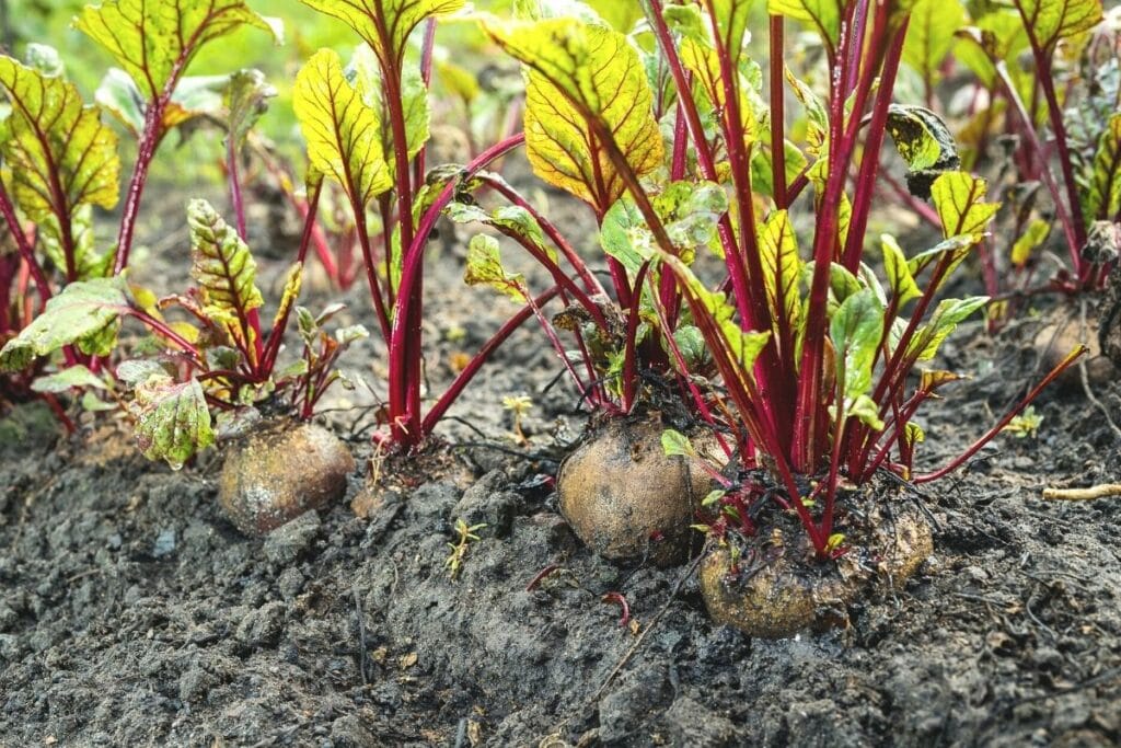 Rote Bete (Beta vulgaris subsp. vulgaris)