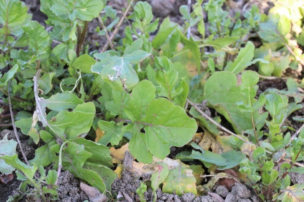 Rucola (Eruca sativa)