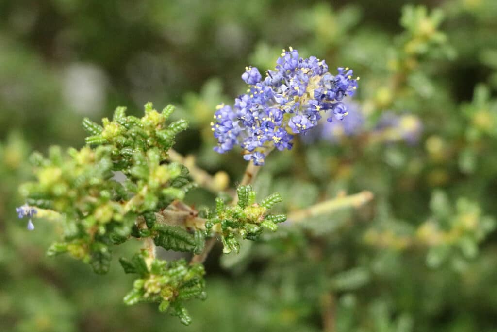 Säckelblume (Ceanothus impressus)