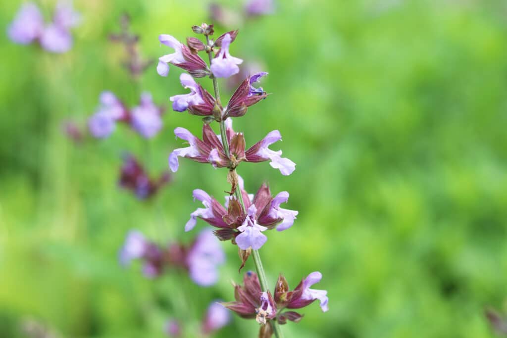 Salbei (Salvia officinalis)