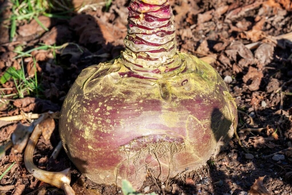 Steckrübe (Brassica napus subsp. rapifera)