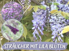 Sträucher mit lila Blüten - Blauregen, Flieder und Rhododendron