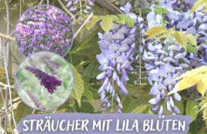 Sträucher mit lila Blüten - Blauregen, Flieder und Rhododendron