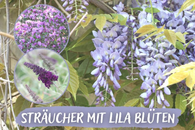 Sträucher mit lila Blüten - Blauregen, Flieder und Rhododendron