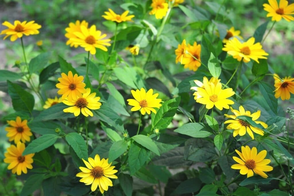 Topinambur (Helianthus tuberosus)