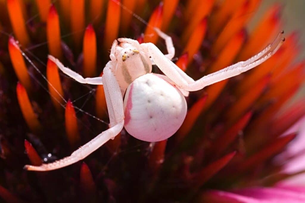 Veränderliche Krabbenspinne (Misumena vatia)