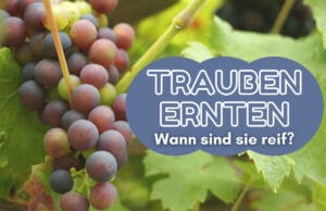 Weintrauben ernten - Weinrebe