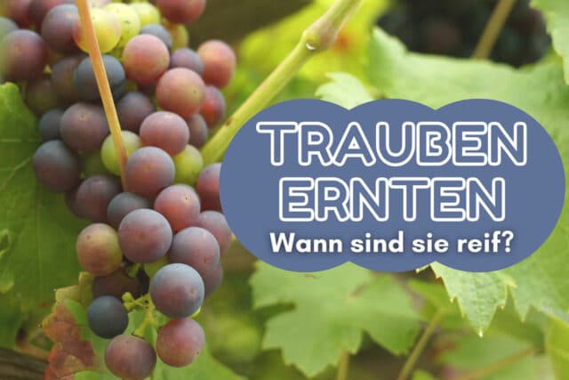 Weintrauben ernten - Weinrebe