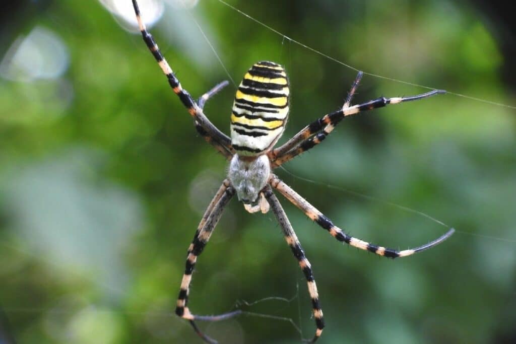 Wespenspinne (Argiope bruennichi)