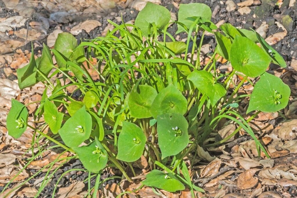 Winterportulak (Claytonia perfoliata)
