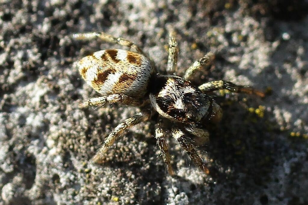 Zebraspringspinne (Salticus scenicus)