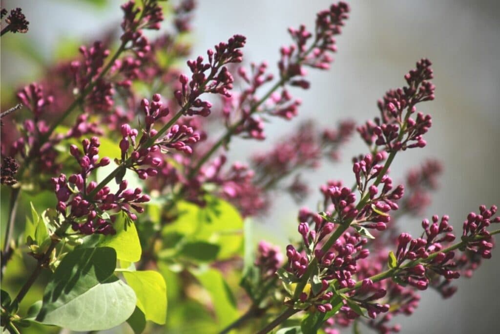 Zwerg-Duftflieder (Syringa meyeri)