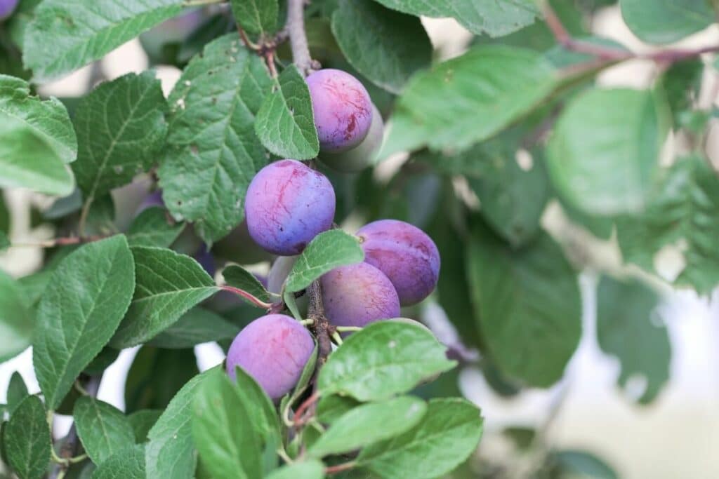 Zwetschge (Prunus domestica subsp. domestica)