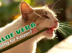 Ist Aloe vera giftig für Katzen - Katze knabbert an Aloe vera