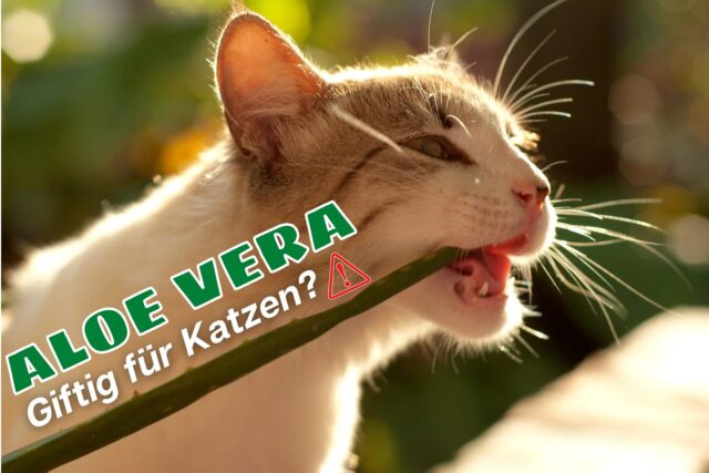 Ist Aloe vera giftig für Katzen - Katze knabbert an Aloe vera