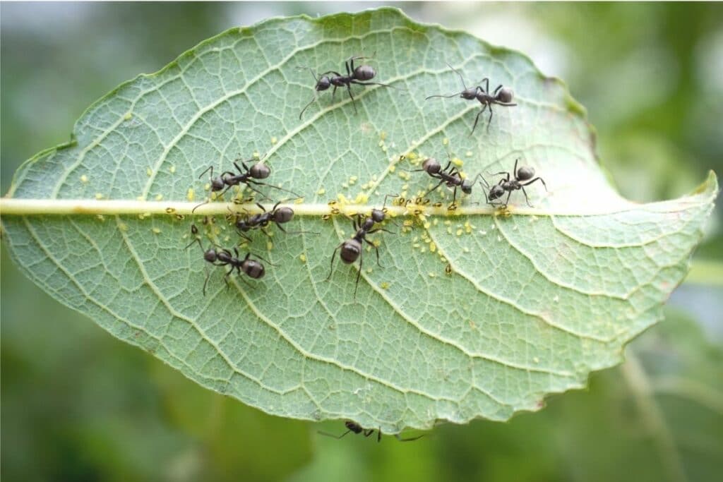 Ameisen und Blattläuse gemeinsam an einem Blatt
