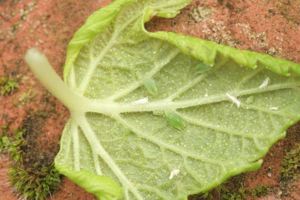 Blattläuse an Blatt