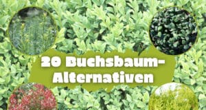 Alternativen für den Buchsbaum