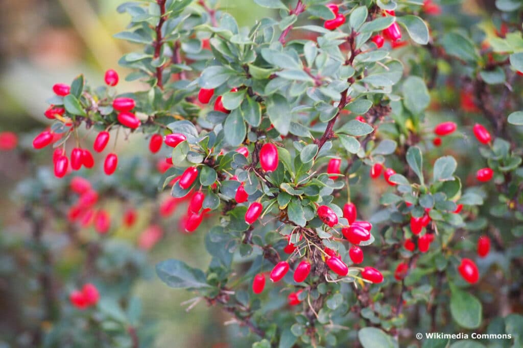 Buchsblättrige Berberitze 'Nana' (Berberis buxifolia)