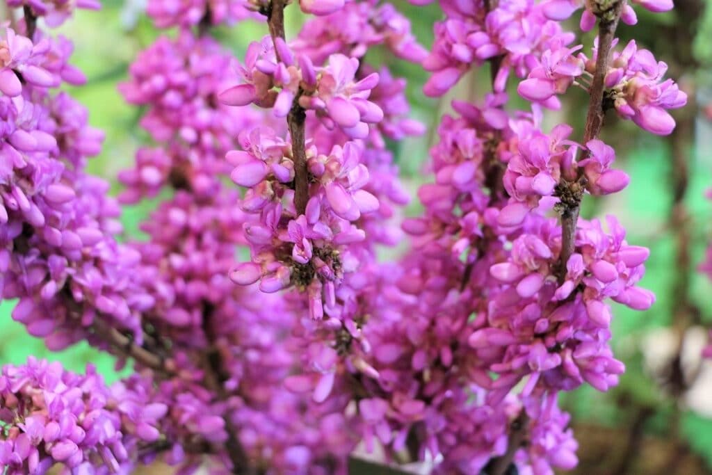 Chinesischer Judasbaum (Cercis chinesis) 'Avondale'