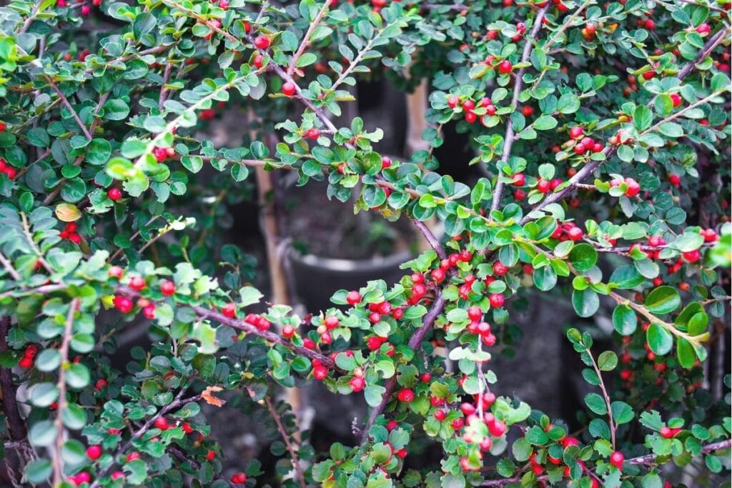 Fächerzwergmispel (Cotoneaster horizontalis)