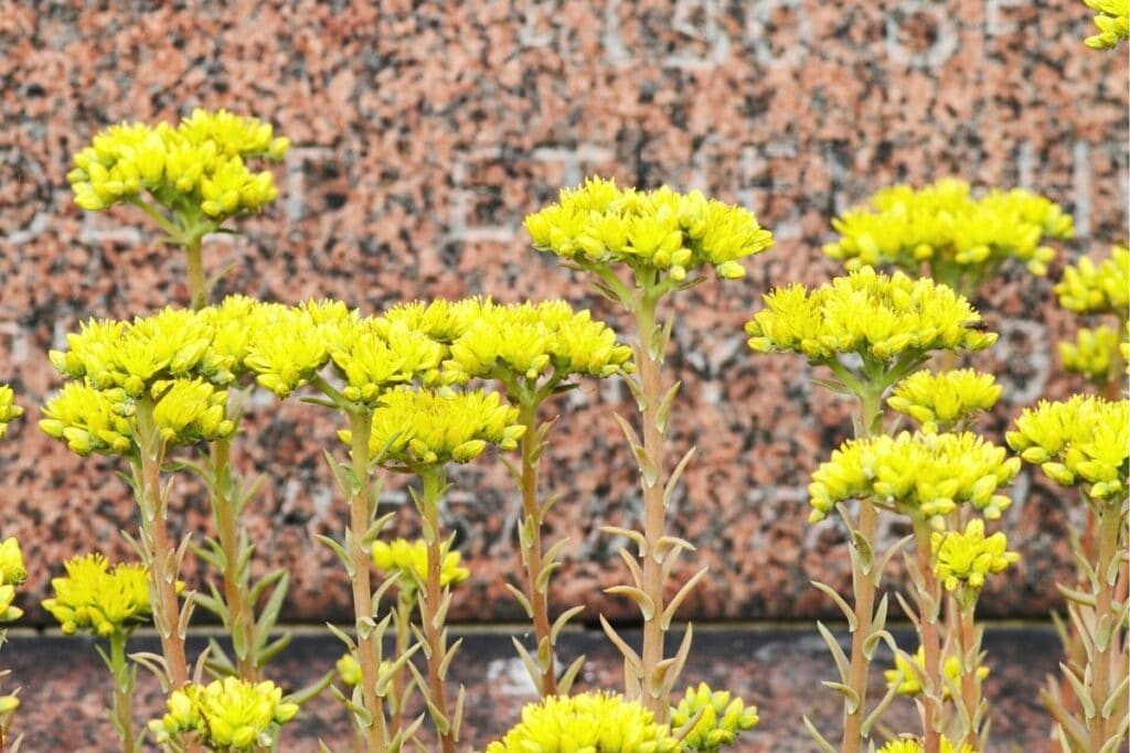 Felsen-Fetthenne (Sedum rupestre)