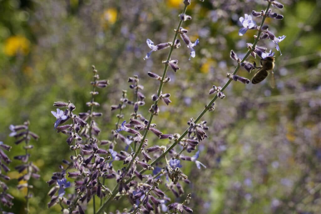 Pflanzen für Sonne und Trockenheit - Blauraute (Perovskia abrotanoides)