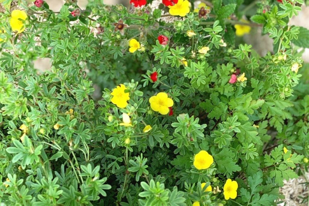 Fingerstrauch 'Kobold' (Potentilla fruticosa)