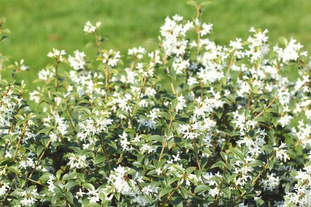 Frühlings-Duftblüte (Osmanthus x burkwoodii)