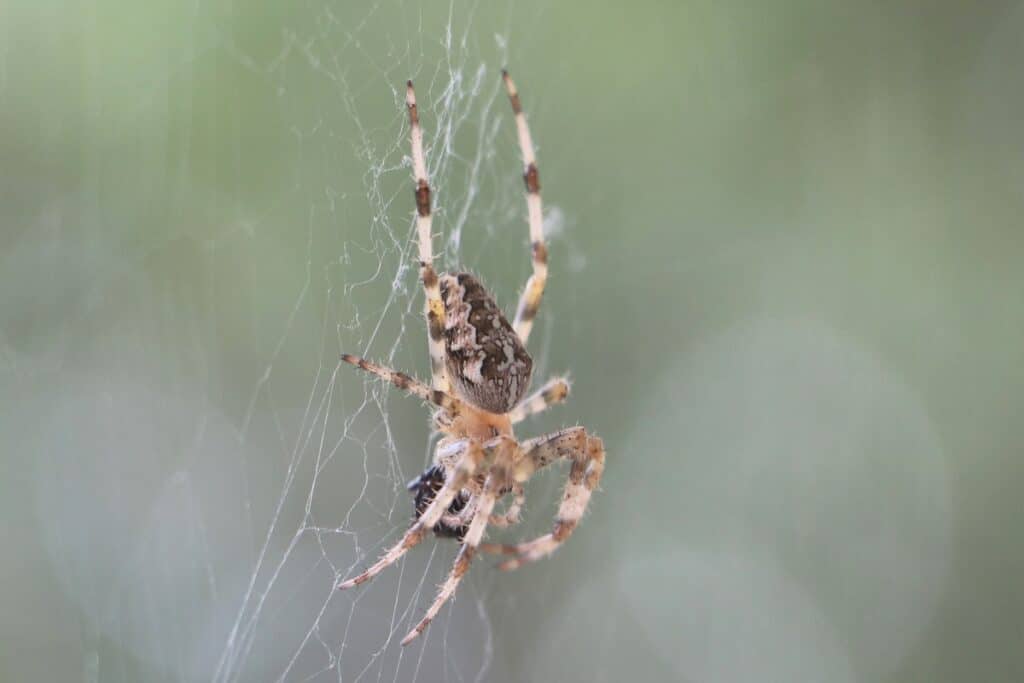 Gartenkreuzspinne (Araneus diadematus)