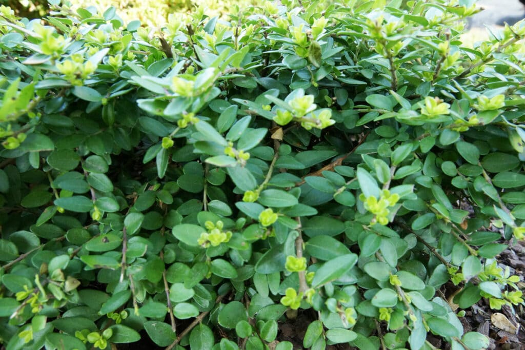 Heckenmyrte 'Maigrün' (Lonicera nitida)